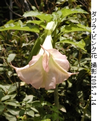 datura.jpg