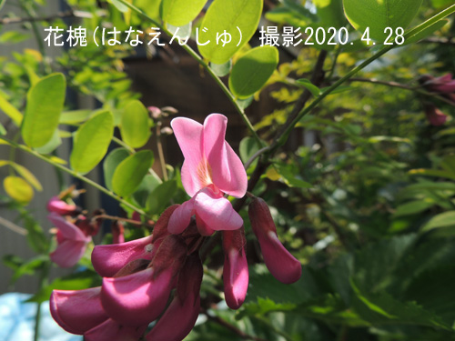 花槐2