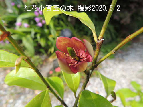 紅花小賀玉の木2