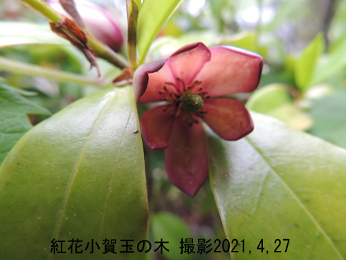 紅花小賀玉の木3