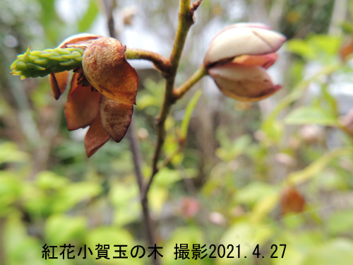 紅花小賀玉の木5