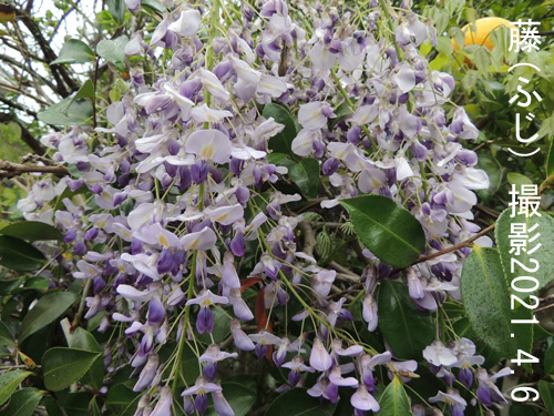 ４月の花