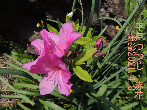 平戸つつじ・赤花