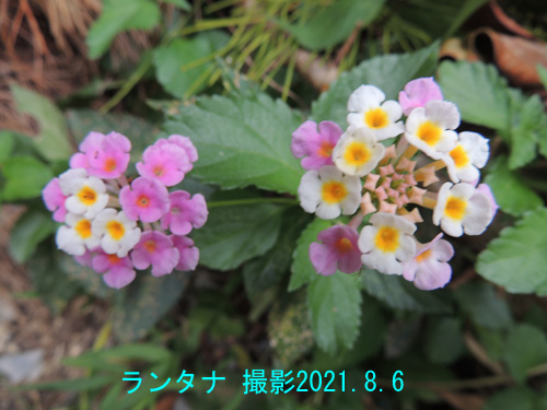 ８月の花