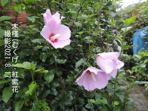 ８月の花