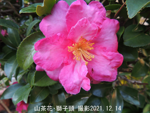 １２月の花