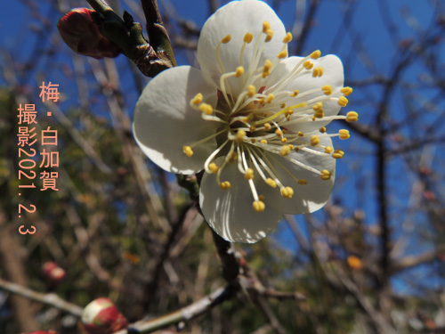 ２月の花