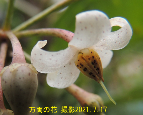 万両の花4