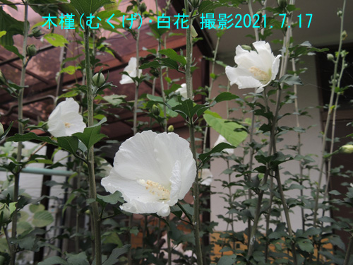 ７月の花