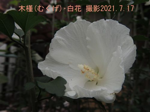 木槿･白花2