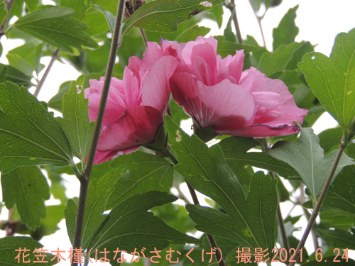 花笠木槿4