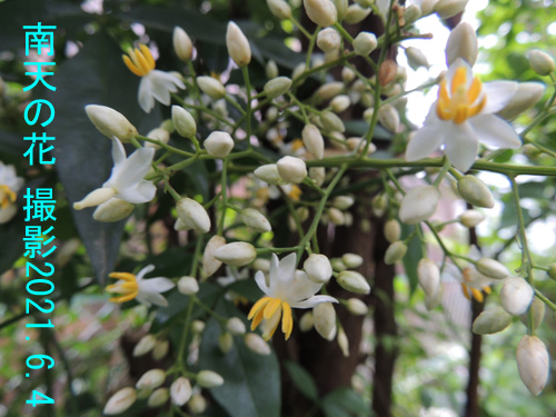 ６月の花