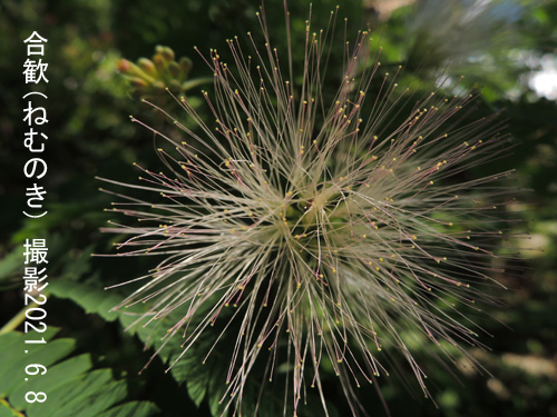 ６月の花