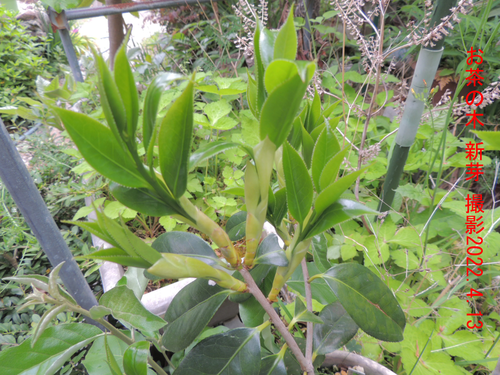 お茶の新芽2