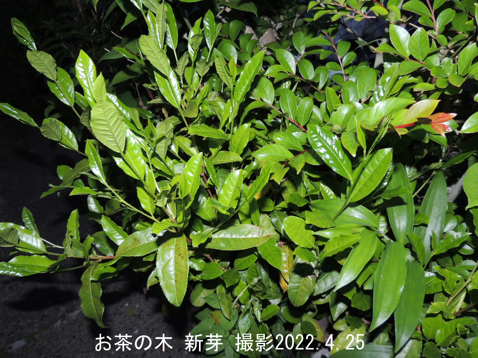 お茶の新芽