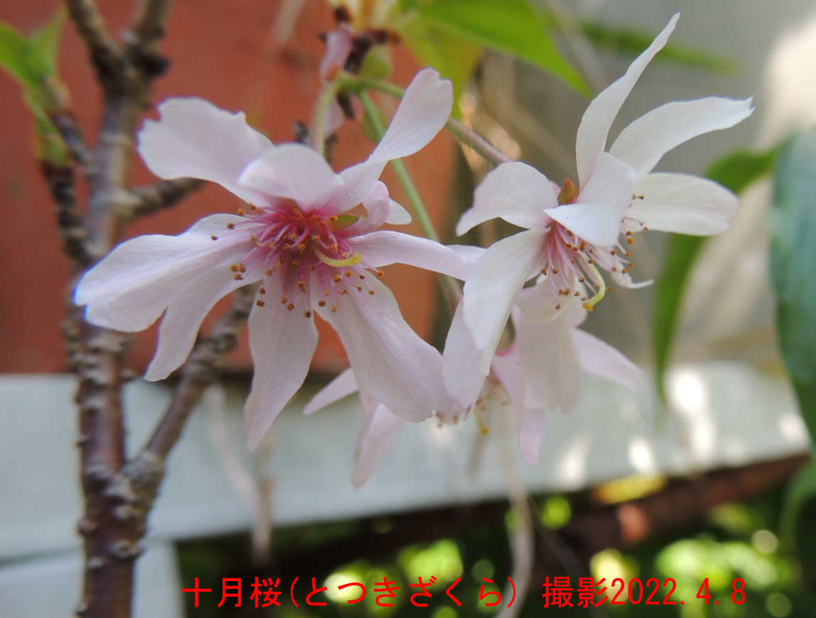 十月桜2