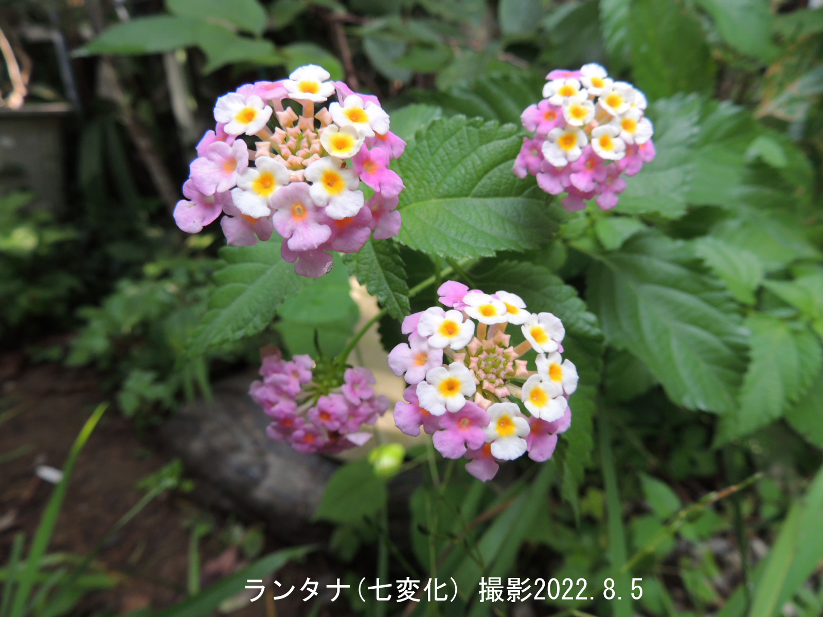 ８月の花