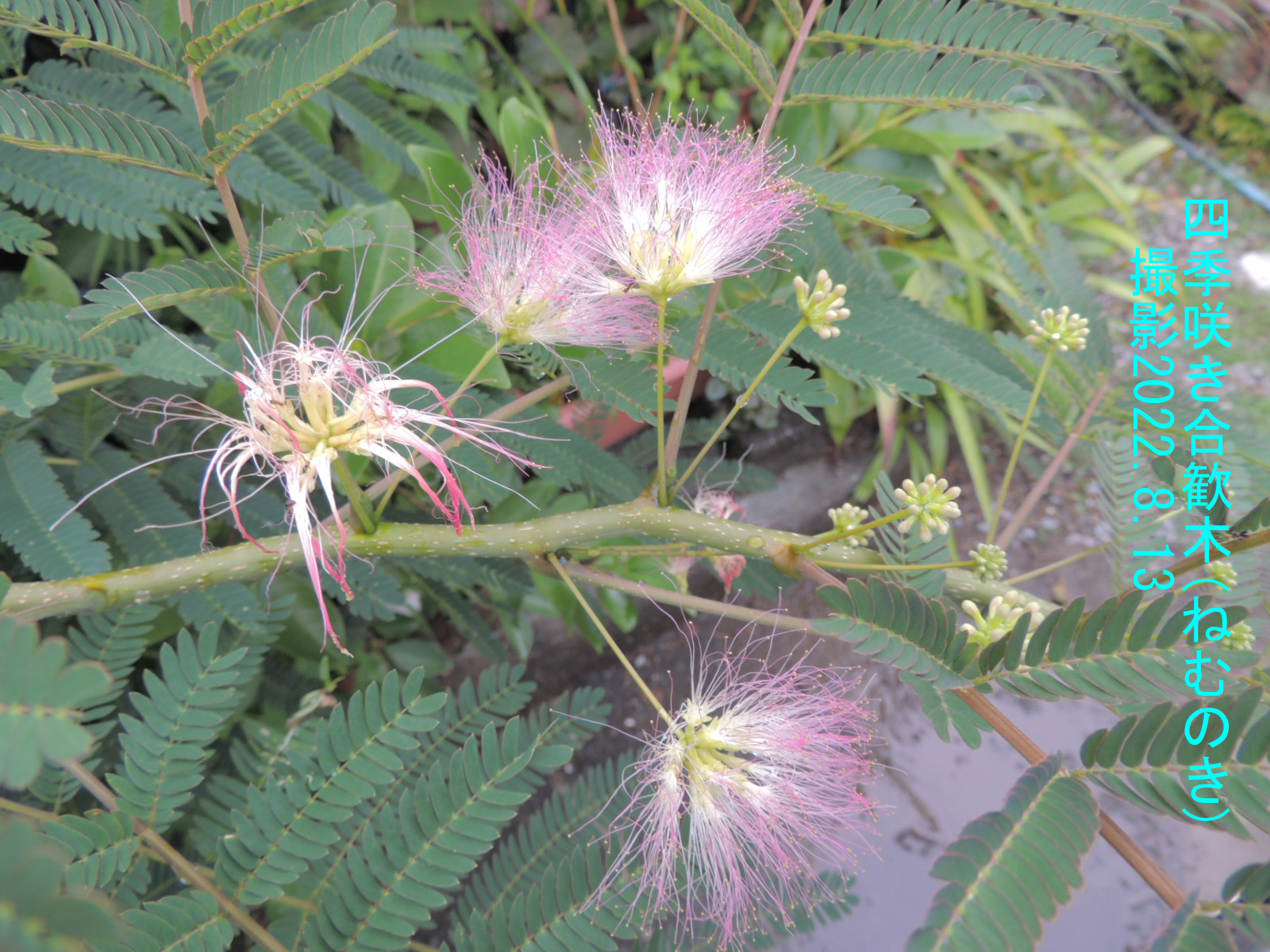 ８月の花