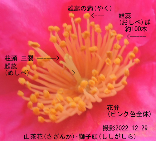 山茶花5