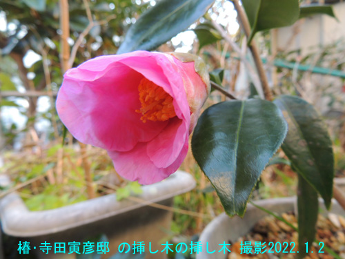 １月の花