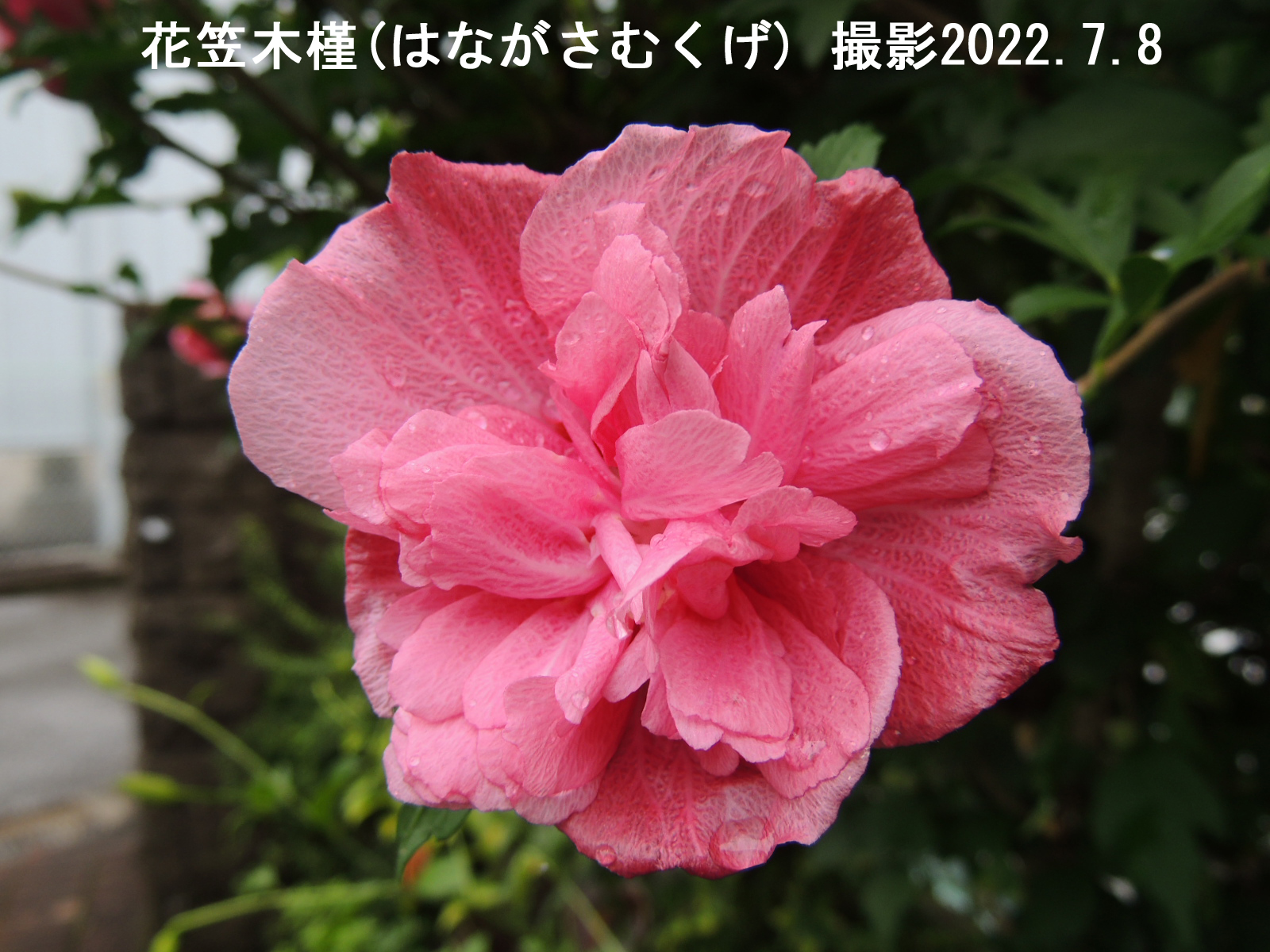 花笠木槿2