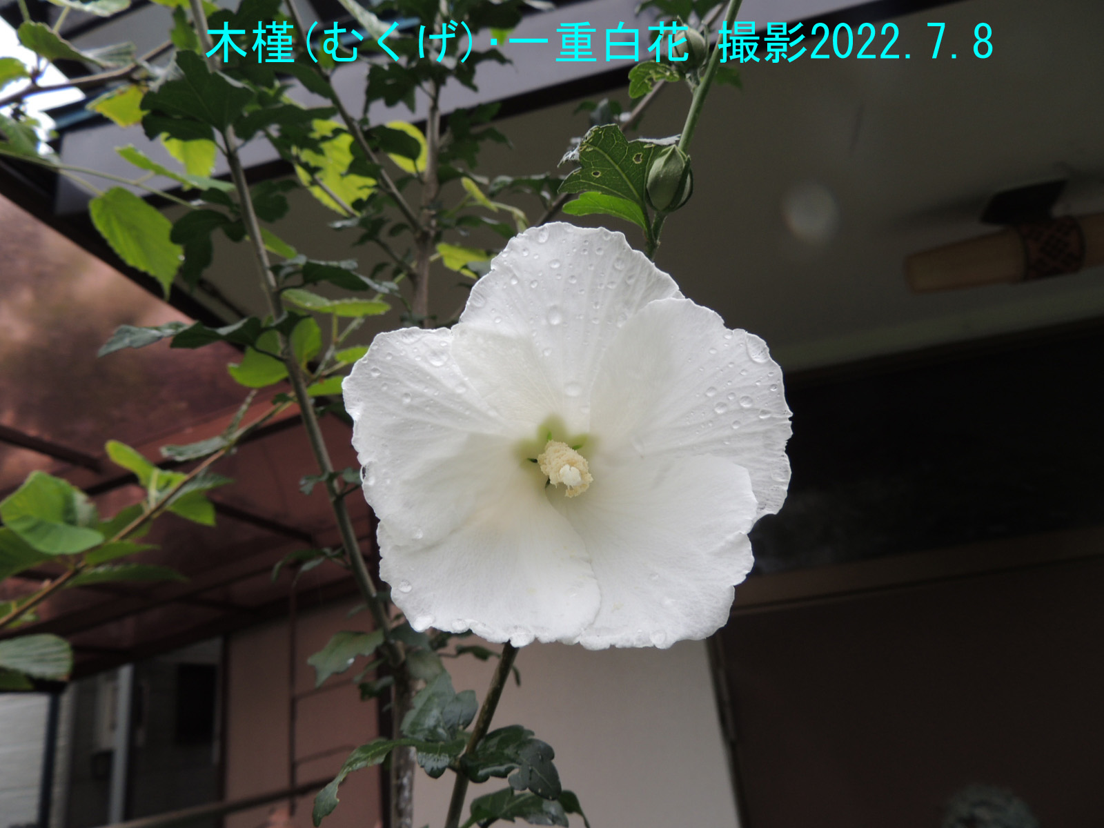 木槿･白花