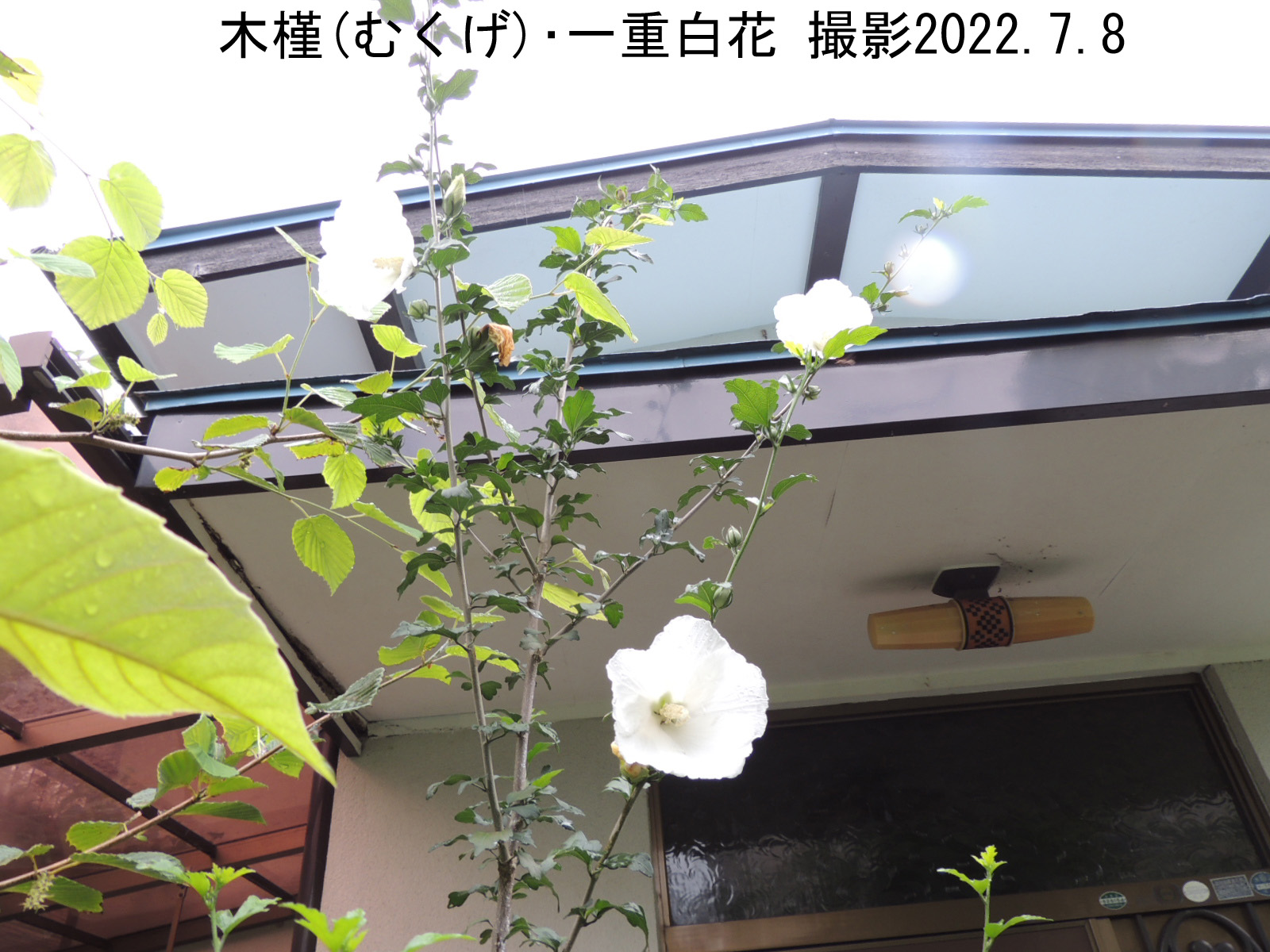 木槿･白花2