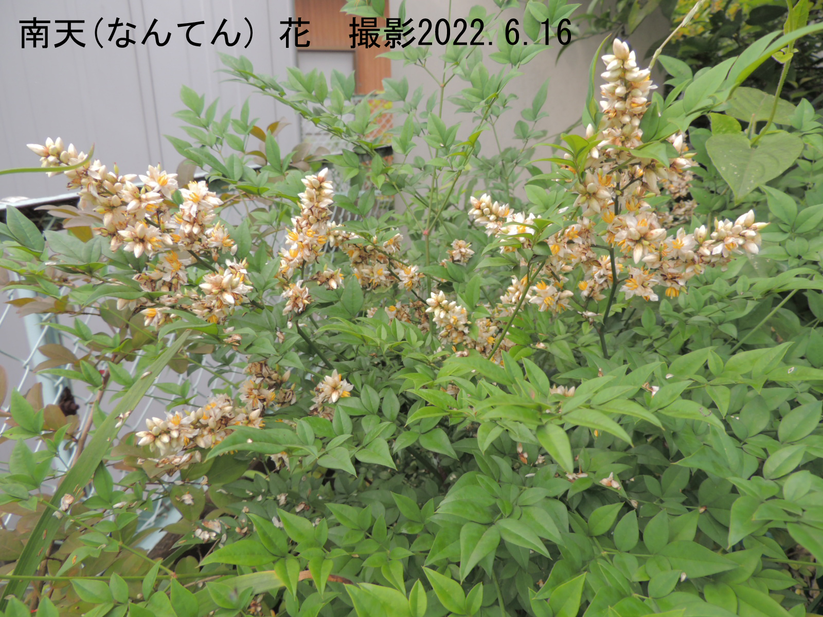 ６月の花