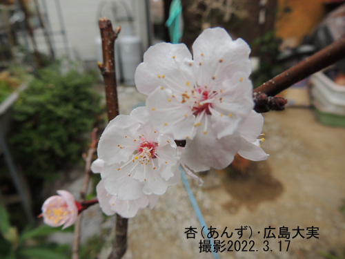 杏(あんず)･広島大実 の花