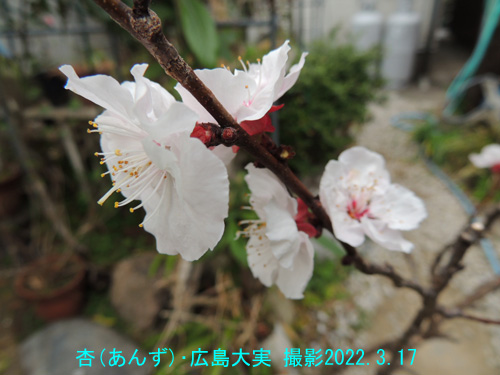 杏(あんず)･広島大実 の花3