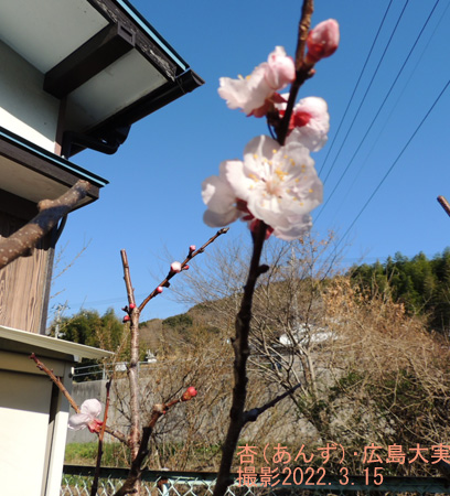 杏(あんず)･広島大実 の花4