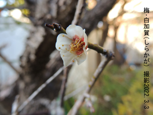 ３月の花