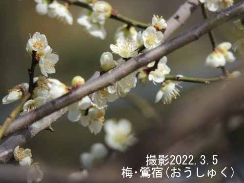 ３月の花