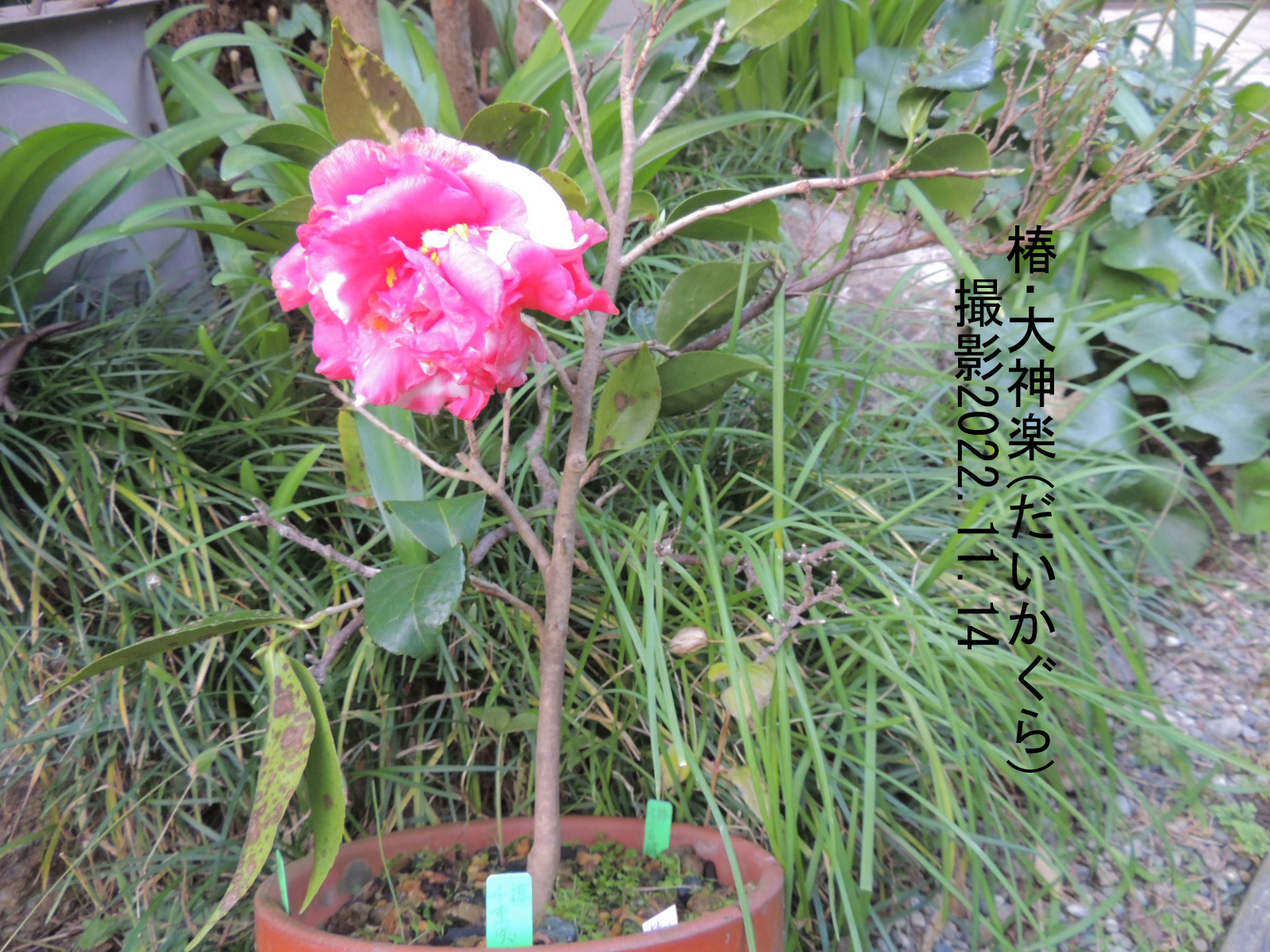 11月の花