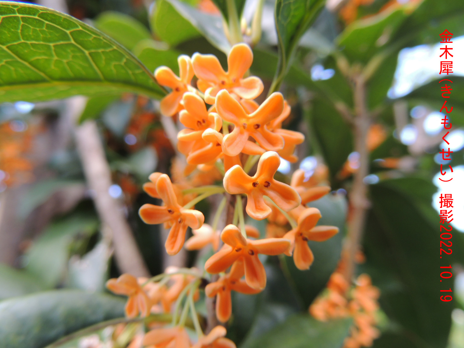 10月の花