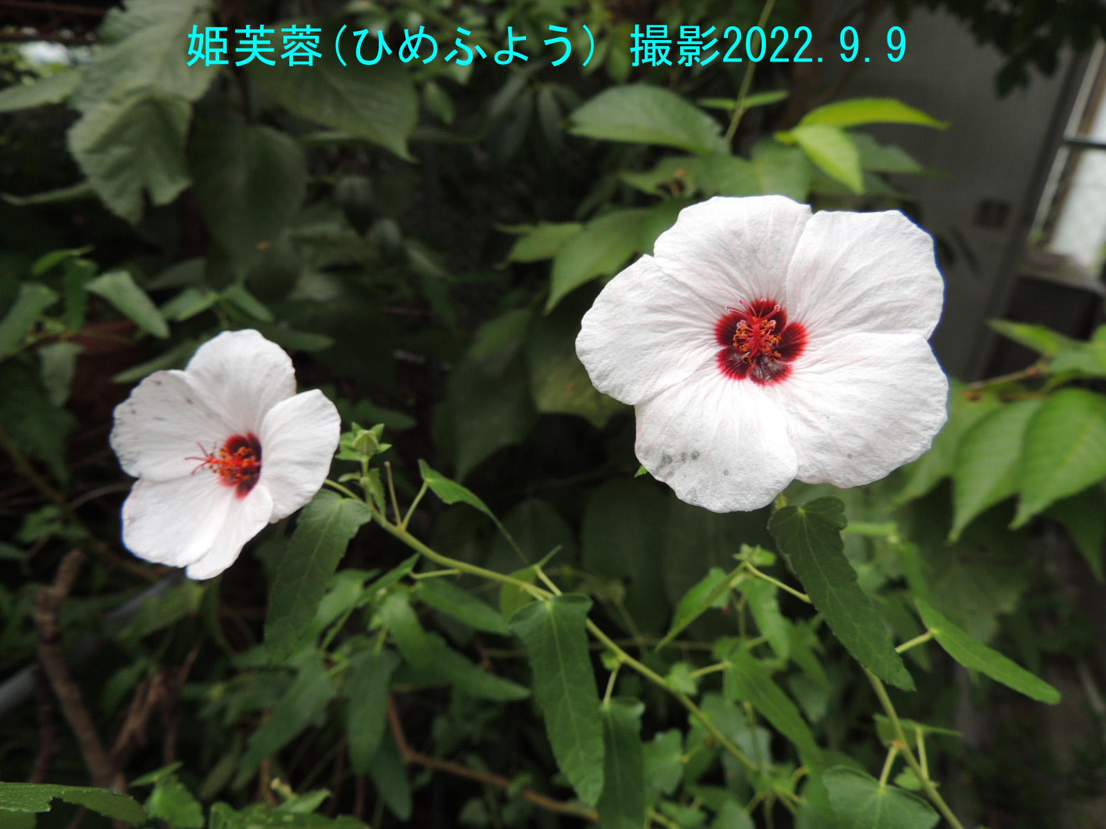 ９月の花