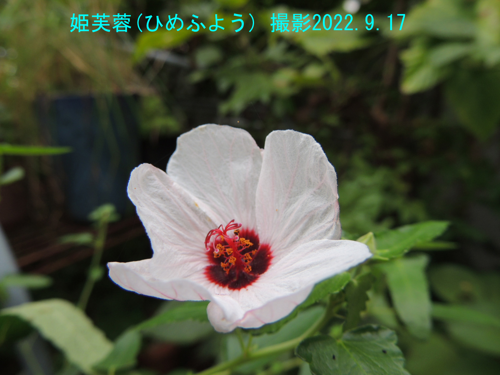 姫芙蓉4