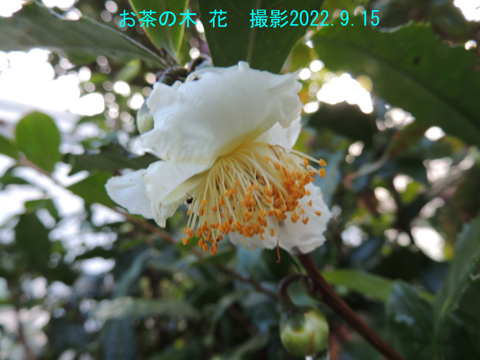 お茶の木 花2