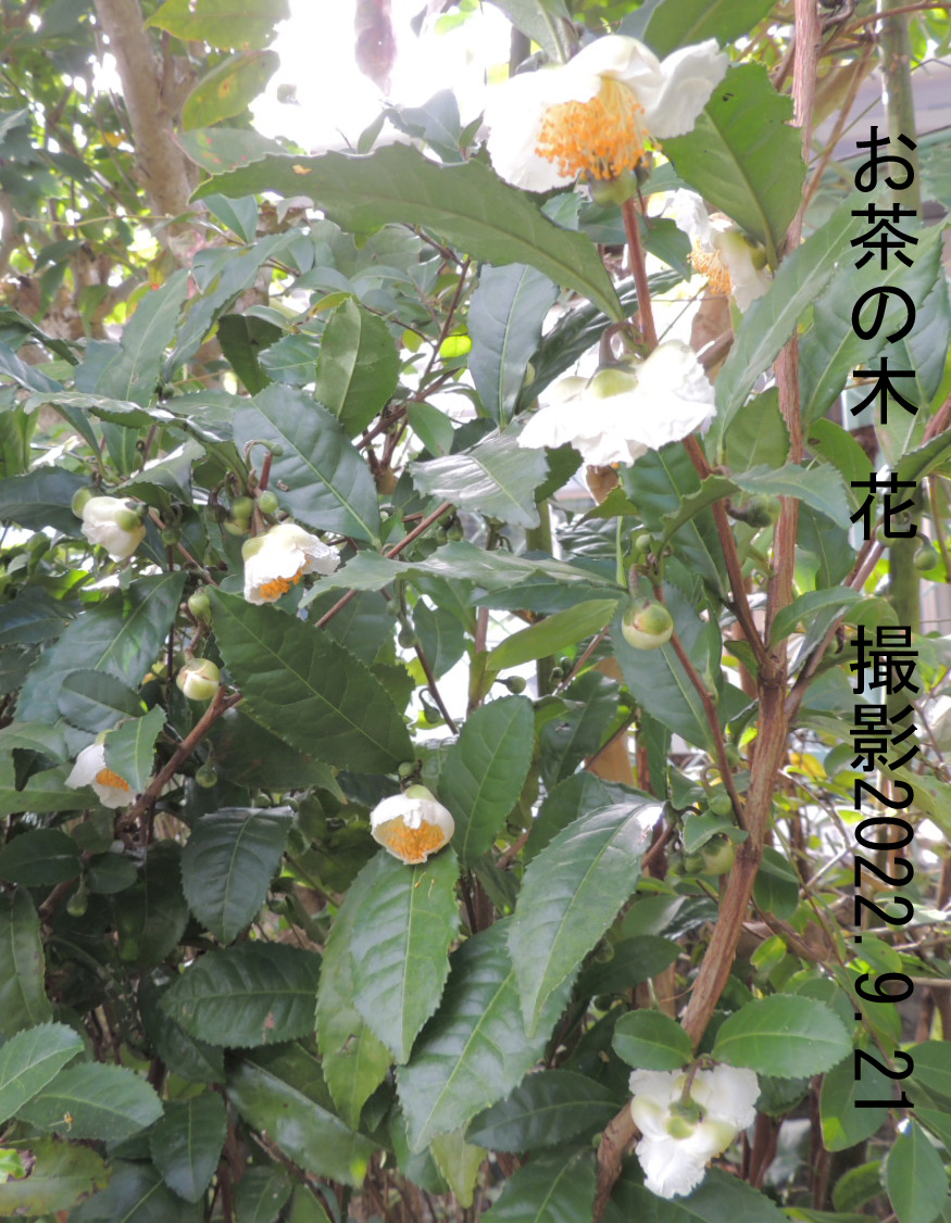 お茶の木 花4