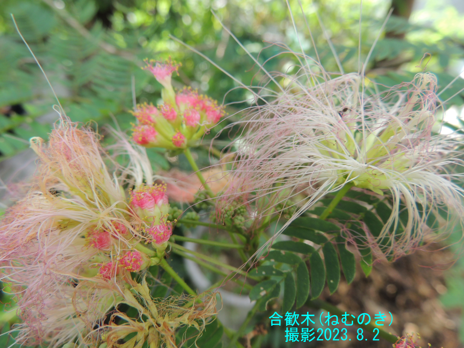 ８月の花