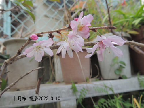 十月桜2