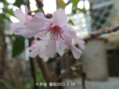 十月桜3