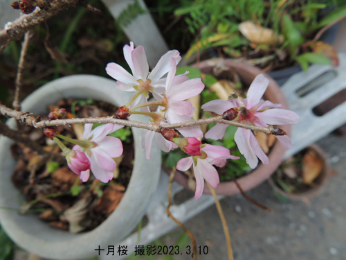 十月桜5