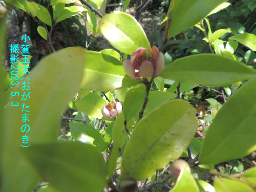 紅花小賀玉の木