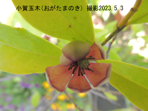 紅花小賀玉の木4