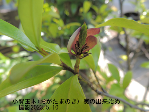 紅花小賀玉の木5