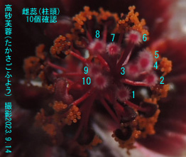 高砂芙蓉4