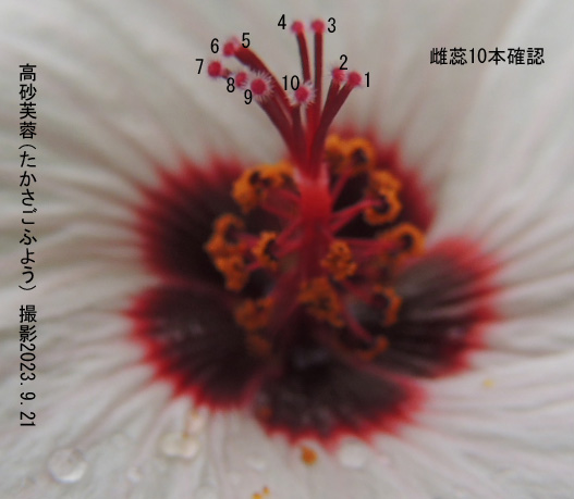 高砂芙蓉6