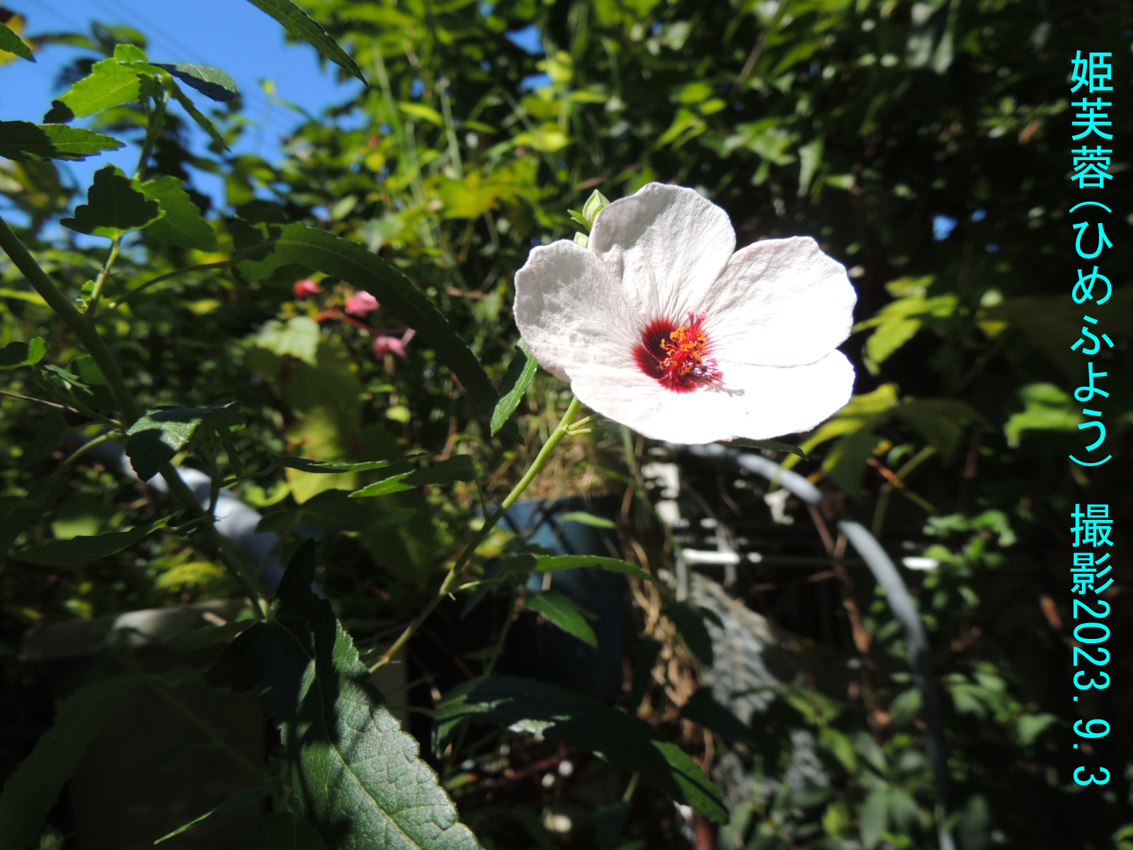 高砂芙蓉