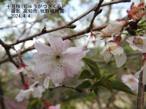 十月桜9